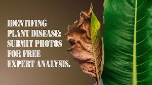 Groundnut Leaf Disease Classification